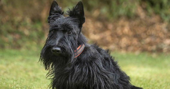 Best 100 Scottish Dog Names