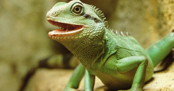 Chinese Water Dragon: Care And Everything You Need To Know