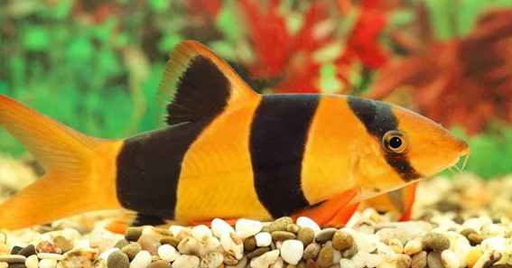 Clown Loach Fish: A Complete Guide