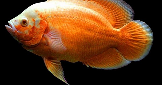 Everything About Oscar Fish You Should Know