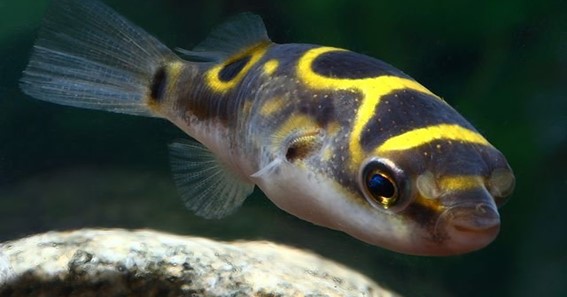 Figure 8 Puffer Fish: Profile And Complete Detail