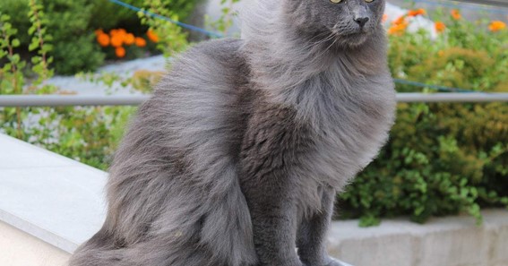 Nebelung Cat: Breed, Care, And History