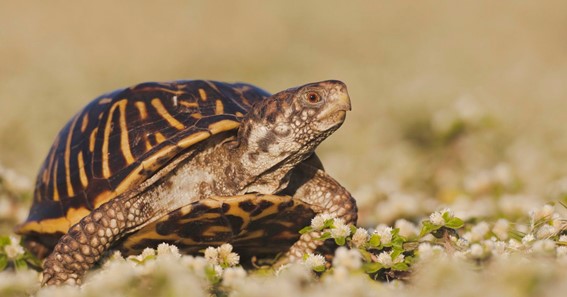 Ornate Box Turtle: Caring Of Pet Turtle