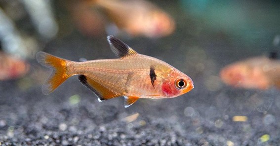 Serpae Tetra Fish: Care, Profile And Breeding