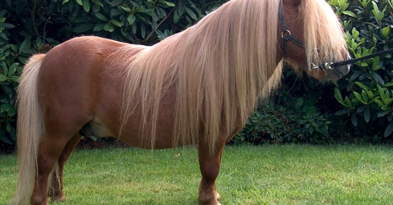 Shetland Pony Horse: Complete Profile