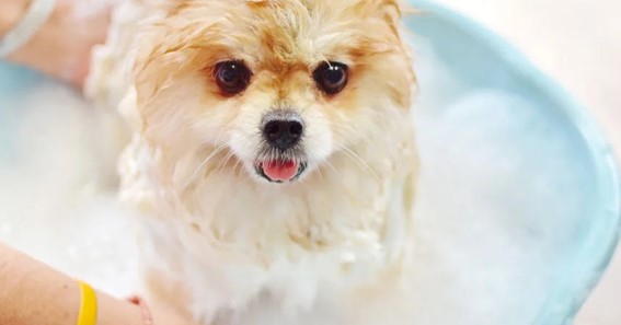 Top 10 Best Dog Shampoos for Allergies To Buy (2021)