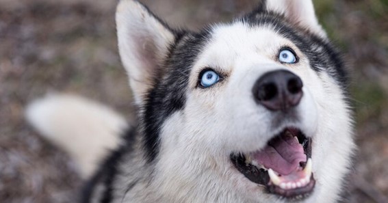 Top 11 Breeds Of Dogs With Blue Eyes