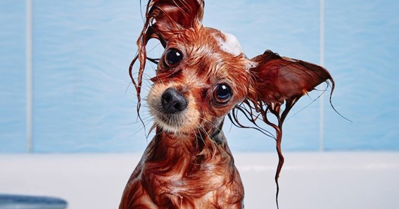 Top 12 Best Smelling Dog Shampoos To Buy (2021)