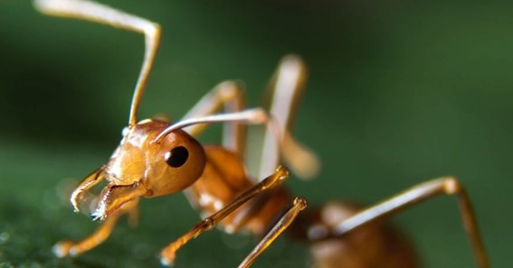 What Do Ants Eat? 5 Foods Ants Like To Eat