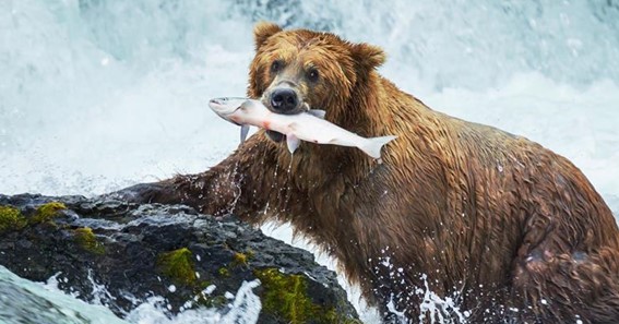 What Do Bears Eat? 15 foods for Bears