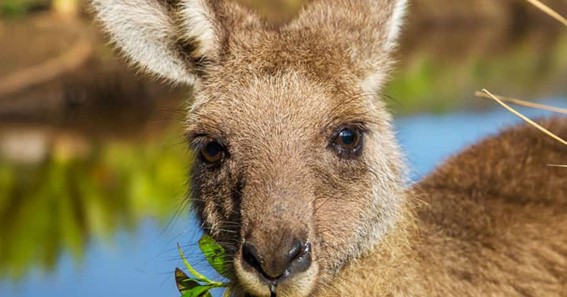 What Do Kangaroos Eat?