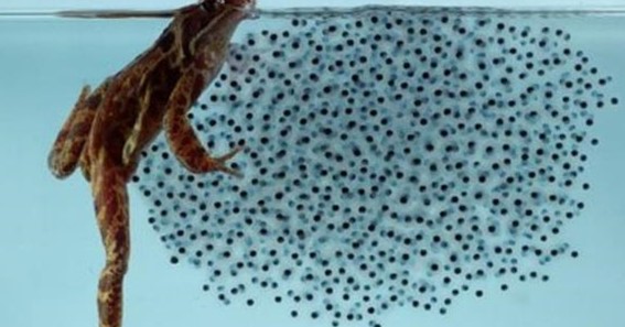 What Do Tadpoles Eat? Top 7 Foods For Tadpoles