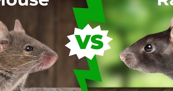 What Is The Difference Between Mouse And Rat?