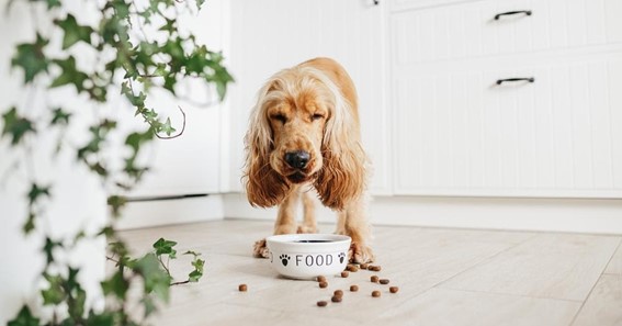 How to Improve Your Dog's Wellness Routine