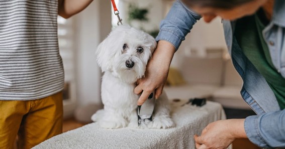 Do's and Don'ts of Pet Grooming