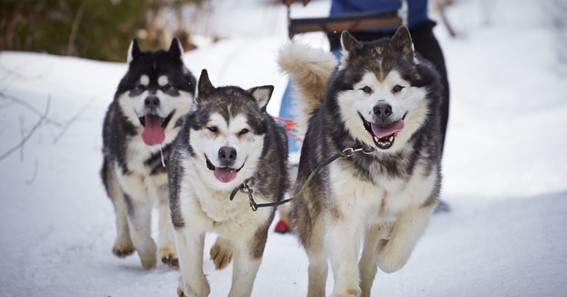 The Seven Best Dog Breeds for Cold Climates