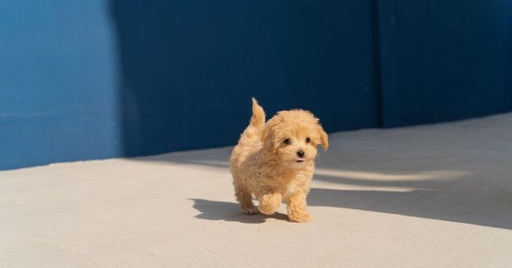 What You Should Know Before Getting Cavoodle Puppies