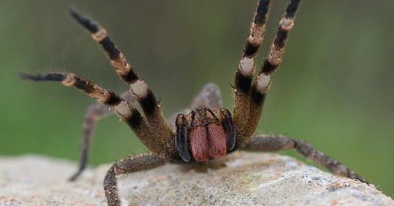 Brazilian Wandering Spider  - 5.9 Inches