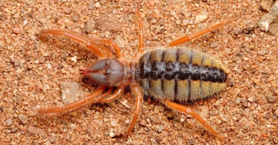 Camel Spider  - 6 Inches