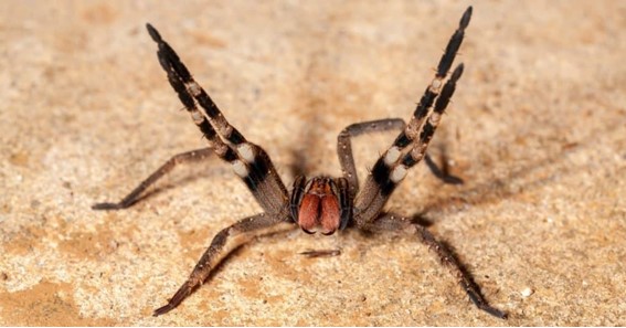 Cerbalus Aravaensis Spider  - 5.5 Inches