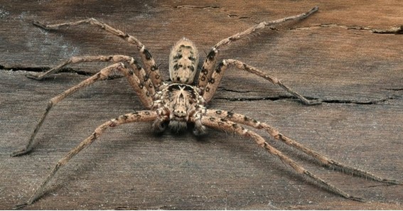 Giant Huntsman Spider - 12 Inches