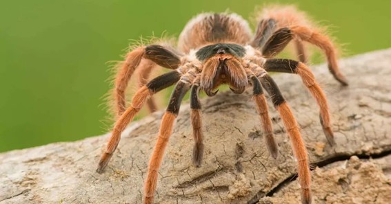 Hercules Baboon Spider  - 8 Inches