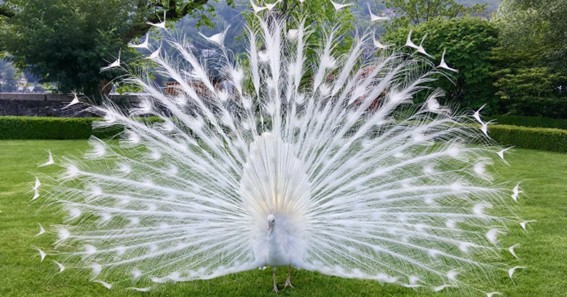 Facts You Need To Know About The White Peacock!