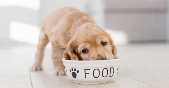 Is a Grain Free Diet for Dogs Beneficial?