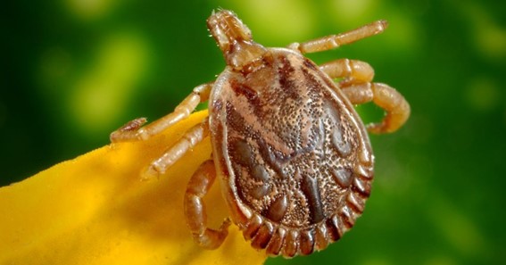 Various Illnesses That Fleas And Ticks Transmit