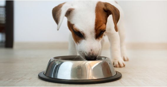 How much should I feed my dog per day