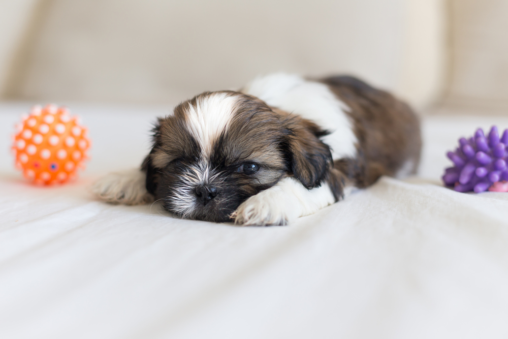 12 Tips For Keeping Your New Puppy Healthy