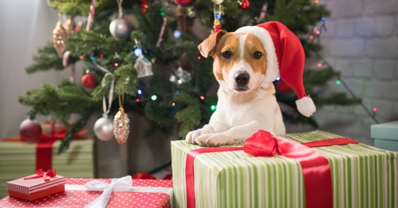 How Your Dog Can Make a Christmas Fashion Statement