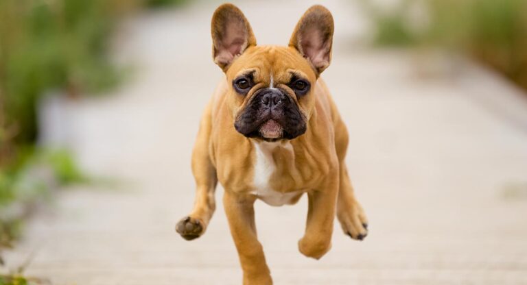 The 3 Greatest Moments In How Long Do French Bulldogs Live History
