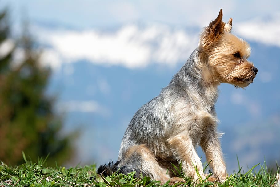 From Labs To Yorkies – The 10 Most Popular Dog Breeds