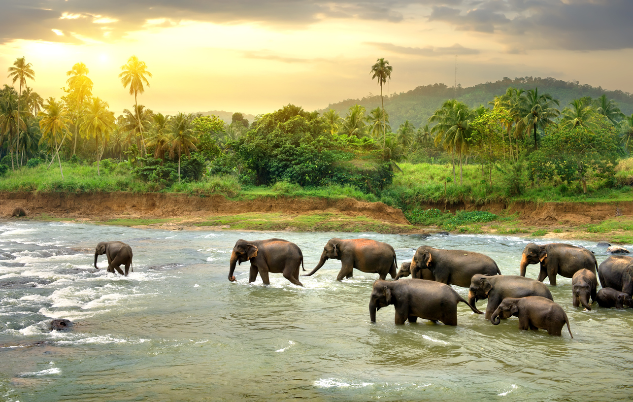 Explore The Wild Side – Best Vacation Spots For Animal Lovers 