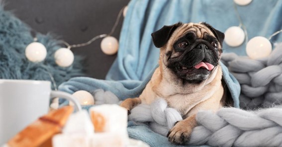 8 Tips to Keep Your Dog Warm This Winter