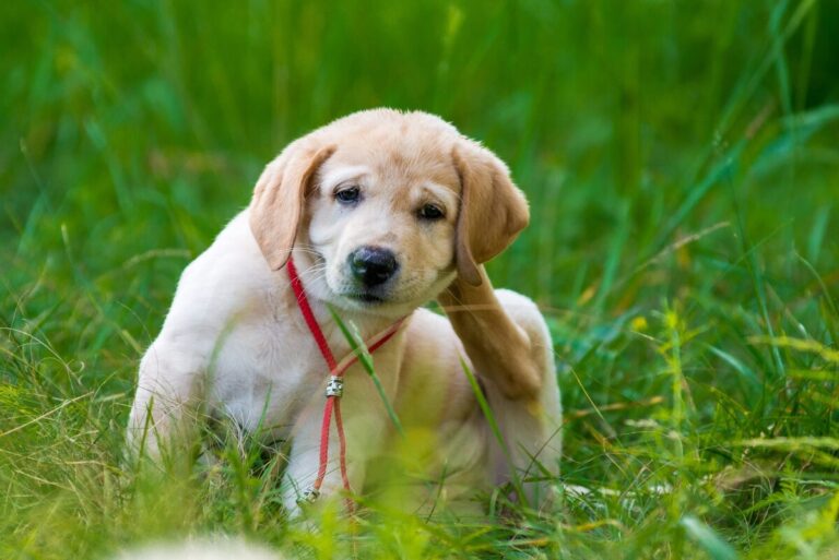 A Pet Owner's Guide to Preventing Fleas and Worms in Dogs
