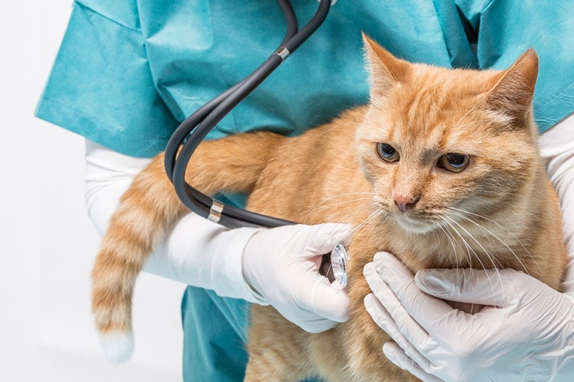 How Much Does It Cost to Fully Vet a Cat?