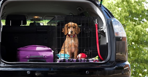 Safety Tips for Traveling with Your Dog