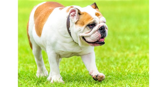English Bulldog Puppies - Finding a Quality English Bulldog Breeder