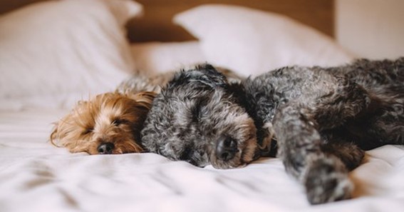 Is CBD Oil Safe for Dogs? 6 Important CBD Oil Questions Answered