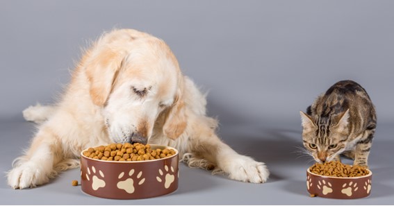 Some Things You Should Know About Pet Food Palatalibity Enhaner