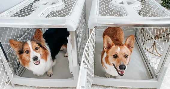 Modern Dog Crate vs. Traditional Crate: What's the Difference?