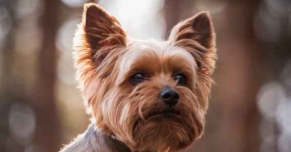 Everything You Would Want to Know About Yorkies