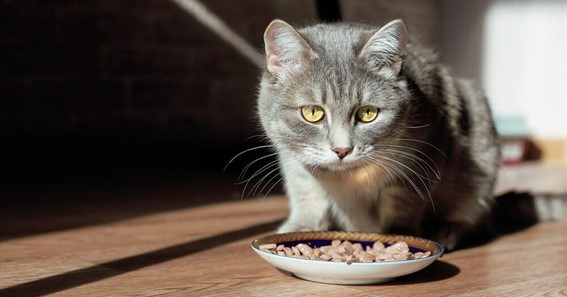 The Complete Guide to Choosing Healthy and Nutritious Cat Treats