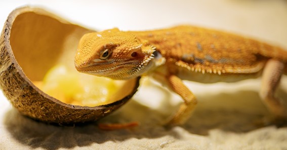 The Importance of Variety in Bearded Dragon Diets