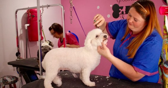 The Top 5 Most Demanding in Terms of Grooming Dog Breeds