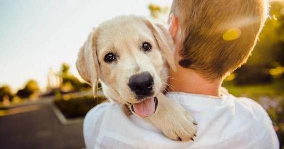 7 Crucial Advice for Pet Owners