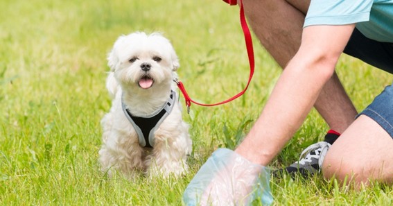 Addressing Common Dog Waste Issues