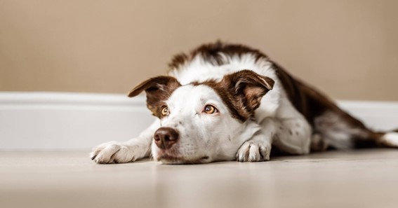 How to Care for Pets and How Long to Leave Them Alone